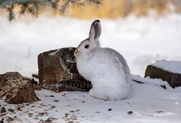 Snowshoe Hare