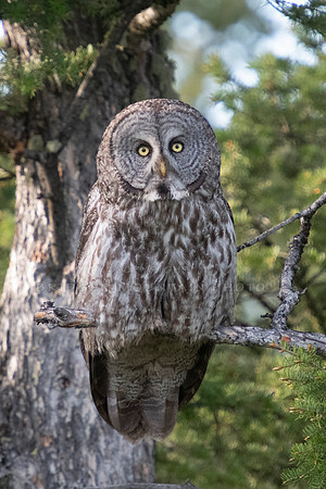 Great Gray Owl-3
