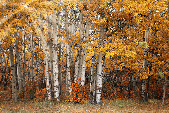 Colors of Autumn