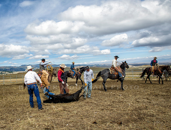 Cattle Branding-134