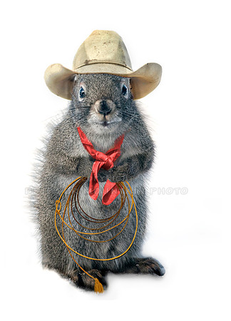 Cowboy squirrel