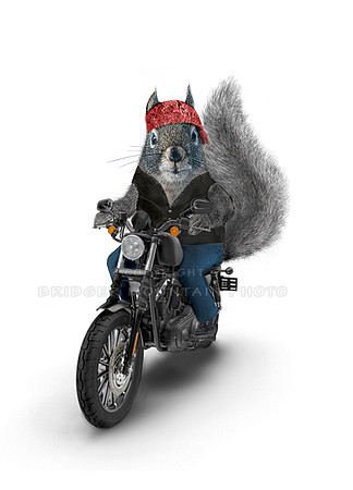 Motorcycling Squirrel