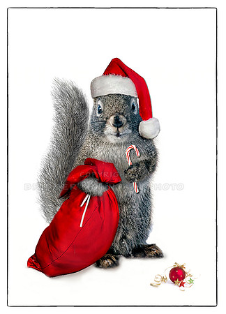 Santa Squirrel