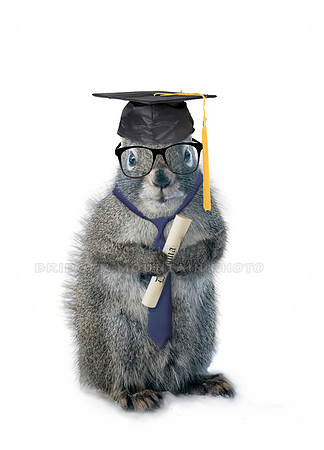 Scholarly Squirrel