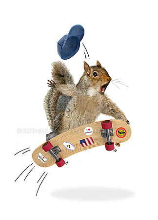 Skateboarding Squirrel