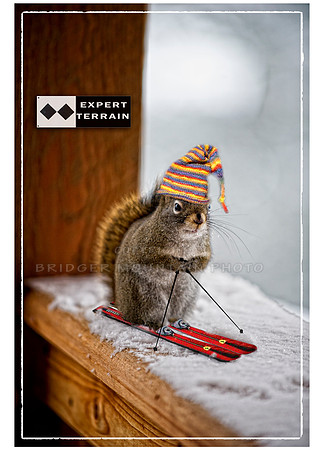Skiing Squirrel