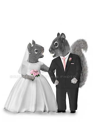 Wedding Squirrels