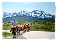 A Cowboy and his Cows