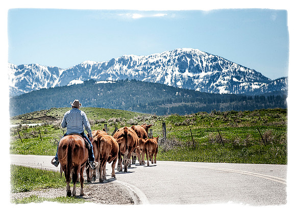 A Cowboy and his Cows
