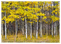 Aspen Leaves in Autumn