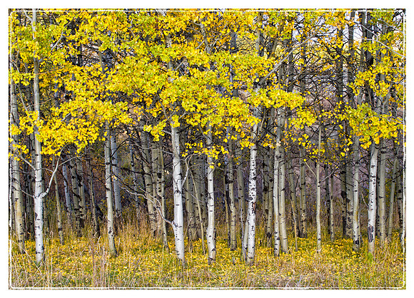 Aspen Leaves in Autumn