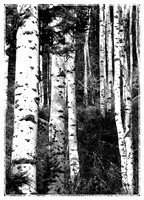 Aspen Trees in black and white