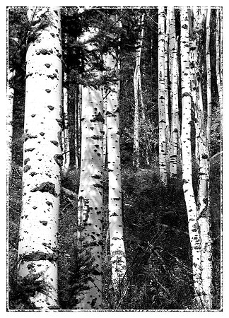 Aspen Trees in black and white
