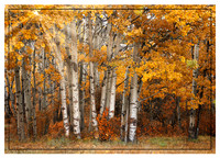 Autumn Leaves 01