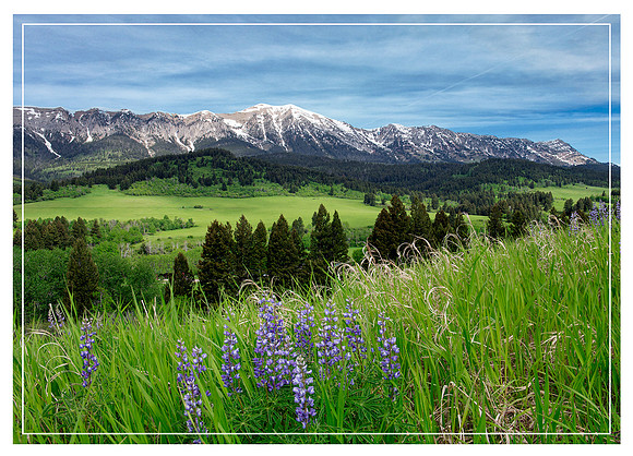 Bridger Mountains in June