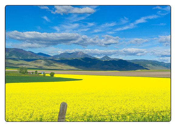 Canola Fields of MT