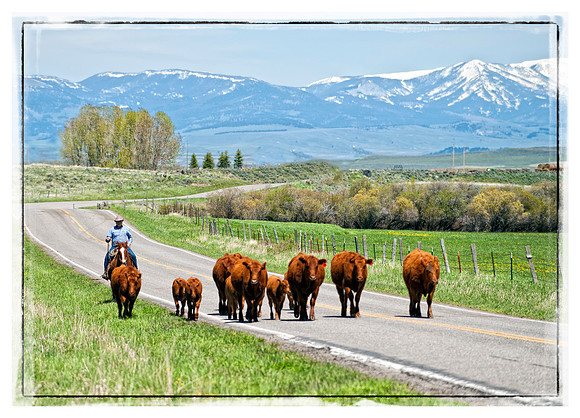 Cattle Drive in Rural MT
