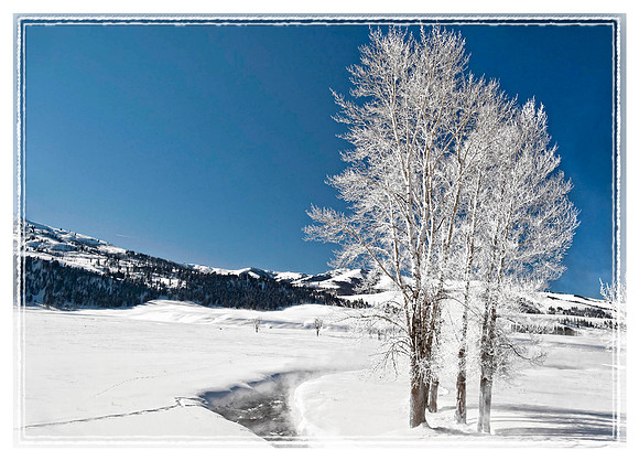 Frosted Trees in YNP