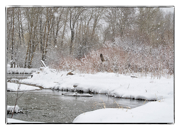 Geese in Flight on a Snowy Day