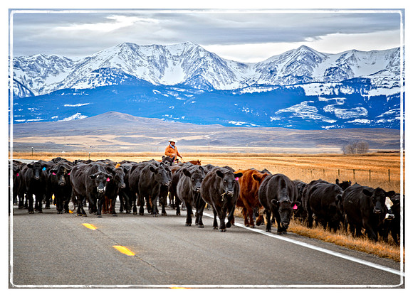 Montana Cattle Drive card