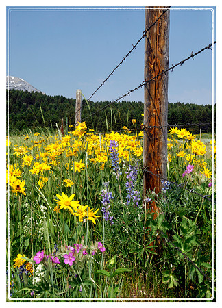 Montana Wildflowers
