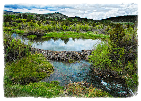 Nevada City Beaver Pond