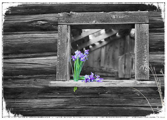 Purple Iris in a Window