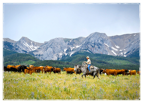 Rounding up the Cattle in MT