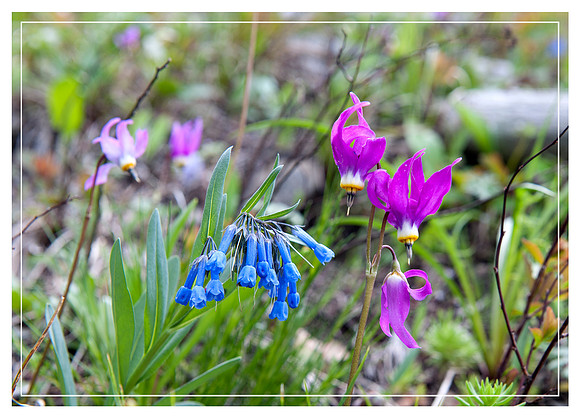 Shooting Star and Bluebell