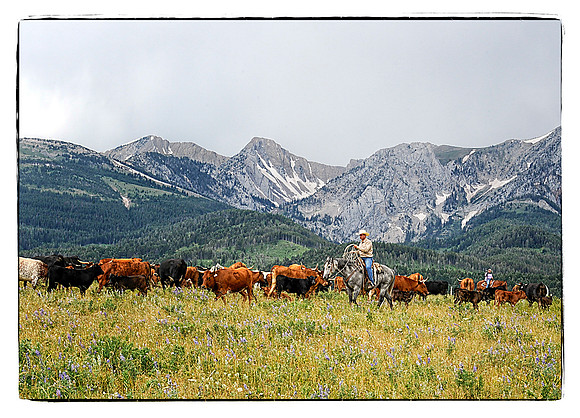 Sorting Cattle