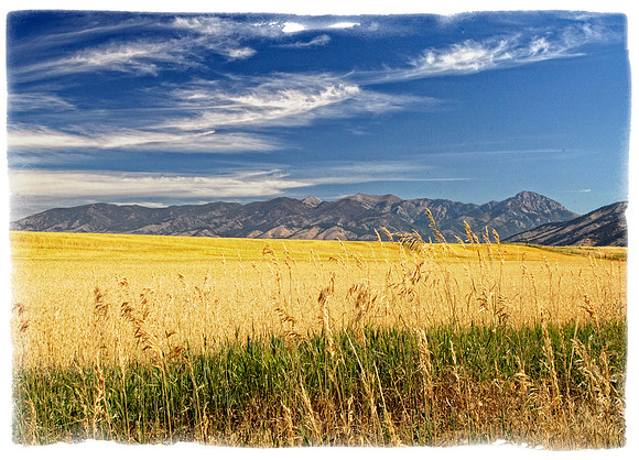 Springhill Wheat Fields