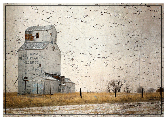 The Birds at Freezeout Lake