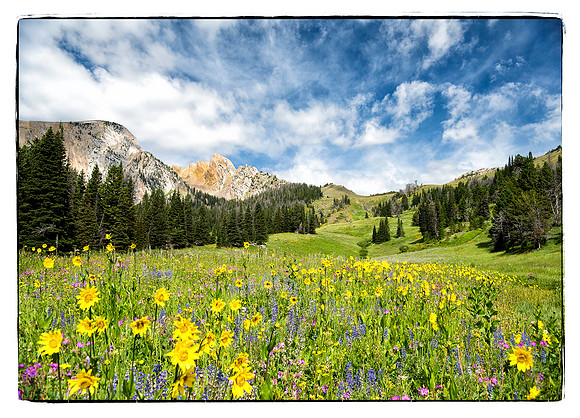 Wildflowers at Fairy Lake