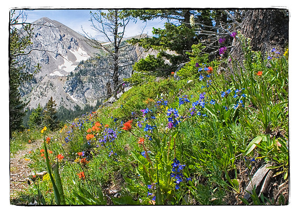 Wildflowers on Shafthouse Trail