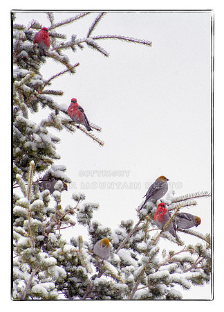 7 Grosbeaks in Pine Tree