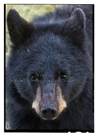 Bear Face-2
