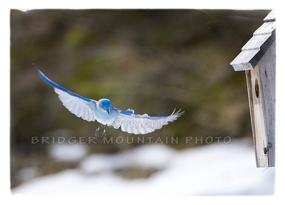 Bluebird in Flight