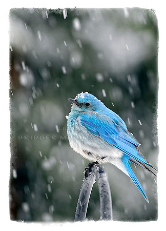 Bluebird in Snow