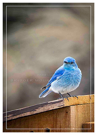 Bluebird on house