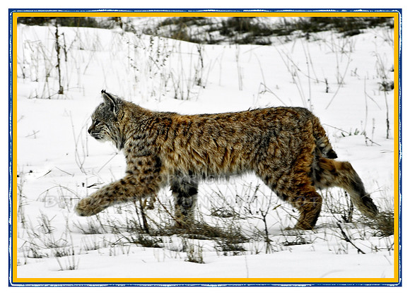 Bobcat MT