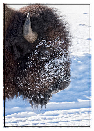 Bull Bison Face