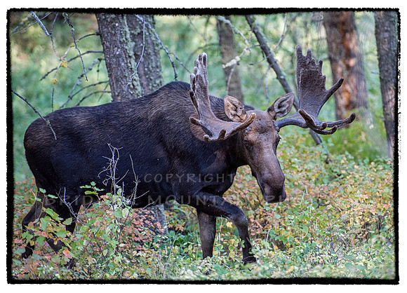 Bull Moose in Montana