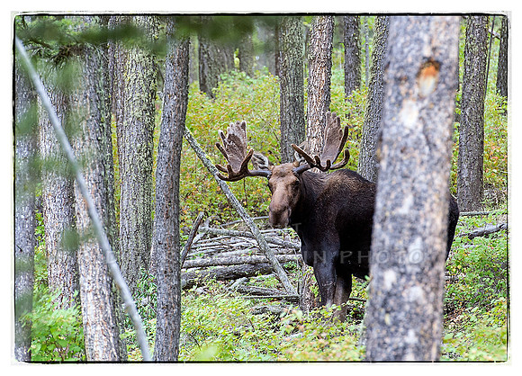 Bull Moose in the Montana Woods