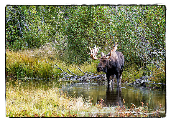 Bull Moose in the Tetons