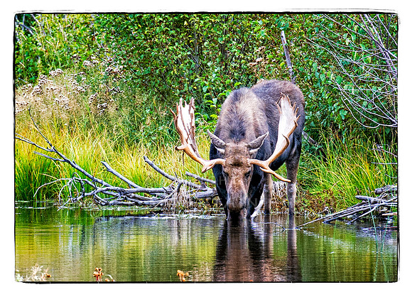 Bull Moose in the Tetons2