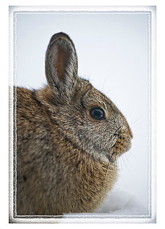 Bunny Note card