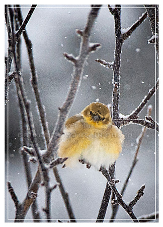 Cold Goldfinch