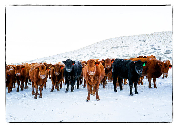 Cows Standing Watch