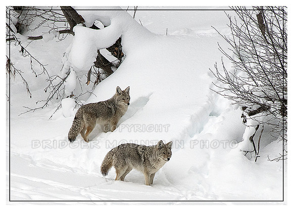 Coyotes in YNP