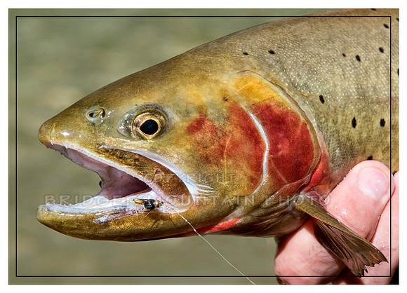 Cutthroat Trout